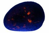 Highly Fluorescent Yooperlite Pebble - Michigan #177516-1